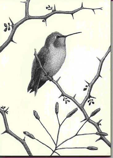 Clara - Female Costa's Hummingbird by Diane Versteeg